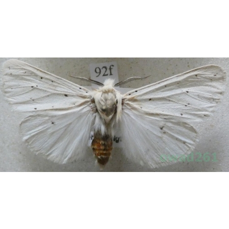 Spilosoma lubricipeda (Linnaeus, 1758) Szewnica miętówka Czech92f